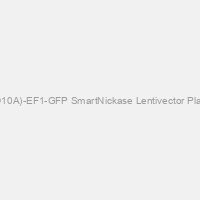 Cas9 Nickase: MSCV-hspCas9(D10A)-EF1-GFP SmartNickase Lentivector Plasmid + LentiStarter Packaging Kit